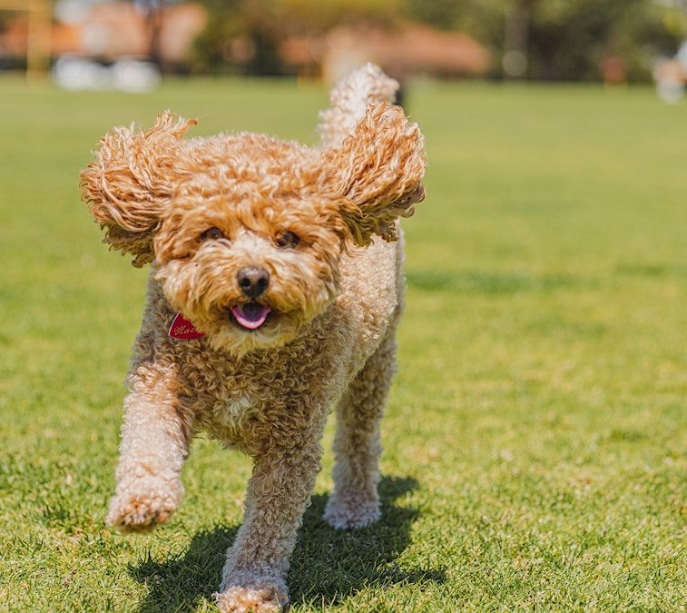 New dog off-leash areas planned